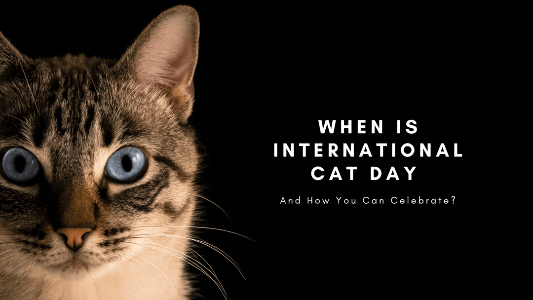 When is International Cat Day - And How You Can Celebrate? - Mandujour