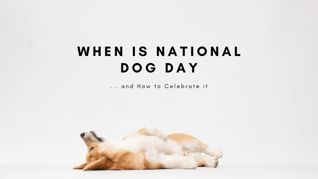 When is National Dog Day and How to Celebrate it - Mandujour